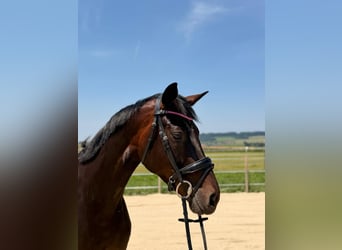 Hanoverian, Mare, 5 years, 16 hh, Bay-Dark