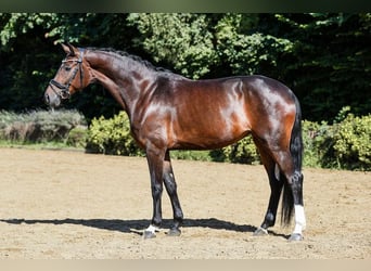 Hanoverian, Mare, 5 years, 16 hh, Bay-Dark