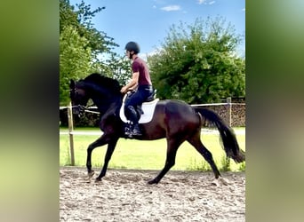 Hanoverian, Mare, 5 years, 16 hh, Bay-Dark