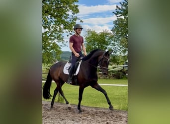 Hanoverian, Mare, 5 years, 16 hh, Bay-Dark