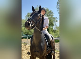 Hanoverian, Mare, 5 years, 16 hh, Bay-Dark