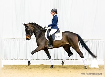 Hanoverian, Mare, 5 years, 16 hh, Bay-Dark