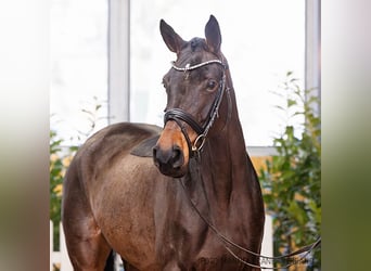 Hanoverian, Mare, 5 years, 16 hh, Bay-Dark