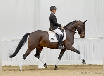 Hanoverian, Mare, 5 years, 16 hh, Bay-Dark