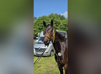 Hanoverian, Mare, 5 years, 16 hh, Bay-Dark