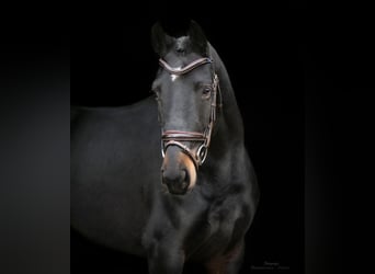 Hanoverian, Mare, 5 years, 16 hh, Bay-Dark