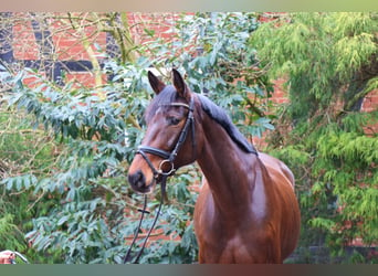 Hanoverian, Mare, 5 years, 16 hh, Bay-Dark