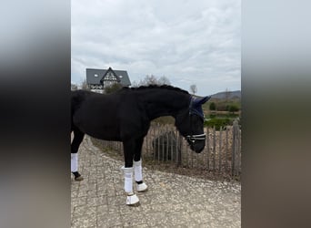 Hanoverian, Mare, 5 years, 16 hh, Black