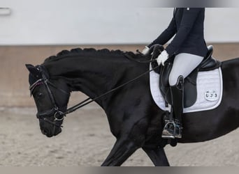 Hanoverian, Mare, 5 years, 16 hh, Black