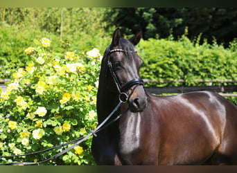 Hanoverian, Mare, 5 years, 16 hh, Black