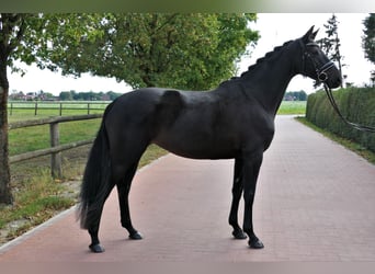 Hanoverian, Mare, 5 years, 16 hh, Black