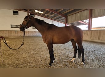 Hanoverian, Mare, 5 years, 16 hh, Brown