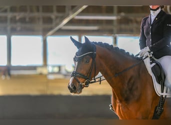 Hanoverian, Mare, 5 years, 16 hh, Brown