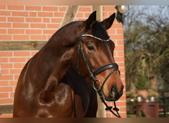 Hanoverian, Mare, 5 years, 16 hh, Brown