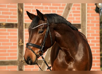 Hanoverian, Mare, 5 years, 16 hh, Brown