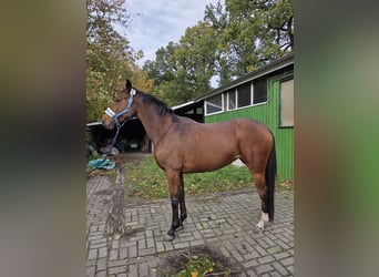 Hanoverian, Mare, 5 years, 16 hh, Brown