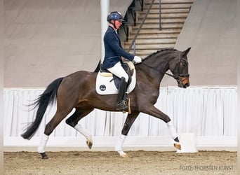 Hanoverian, Mare, 5 years, 16 hh, Brown