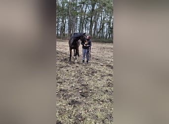 Hanoverian, Mare, 5 years, 16 hh, Brown