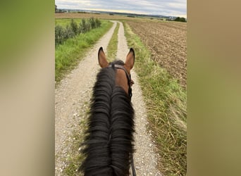 Hanoverian, Mare, 5 years, 16 hh, Brown