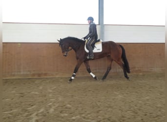 Hanoverian, Mare, 5 years, 16 hh, Brown