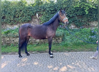 Hanoverian, Mare, 5 years, 16 hh, Brown