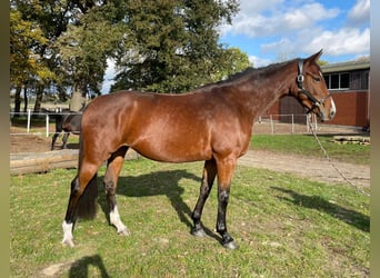 Hanoverian, Mare, 5 years, 16 hh, Brown