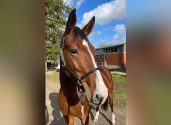 Hanoverian, Mare, 5 years, 16 hh, Brown