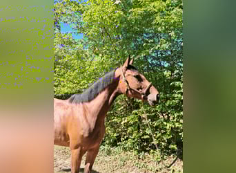 Hanoverian, Mare, 5 years, 16 hh, Brown