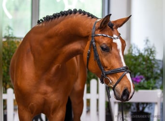 Hanoverian, Mare, 5 years, 16 hh, Brown