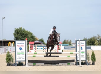 Hanoverian, Mare, 5 years, 16 hh, Can be white