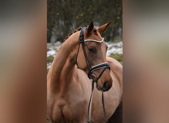 Hanoverian, Mare, 5 years, 16 hh, Chestnut