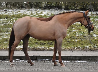 Hanoverian, Mare, 5 years, 16 hh, Chestnut