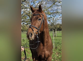 Hanoverian, Mare, 5 years, 16 hh, Chestnut