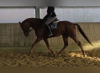 Hanoverian, Mare, 5 years, 16 hh, Chestnut