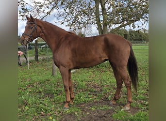 Hanoverian, Mare, 5 years, 16 hh, Chestnut