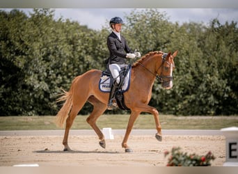 Hanoverian, Mare, 5 years, 16 hh, Chestnut-Red