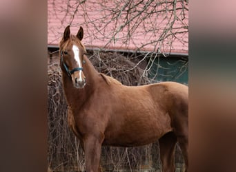 Hanoverian, Mare, 5 years, 16 hh, Chestnut-Red