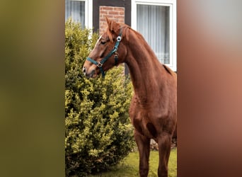 Hanoverian, Mare, 5 years, 16 hh, Chestnut-Red