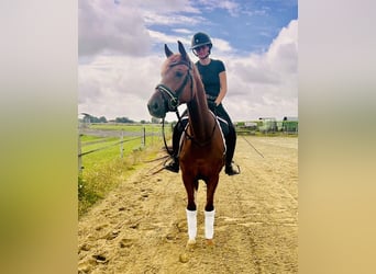 Hanoverian, Mare, 5 years, 16 hh, Chestnut-Red