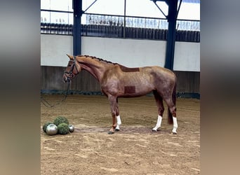 Hanoverian, Mare, 5 years, 16 hh, Chestnut-Red