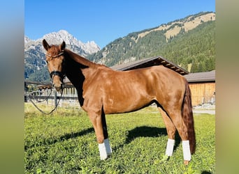 Hanoverian, Mare, 5 years, 16 hh, Chestnut-Red