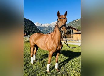 Hanoverian, Mare, 5 years, 16 hh, Chestnut-Red