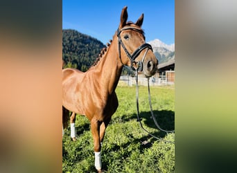 Hanoverian, Mare, 5 years, 16 hh, Chestnut-Red