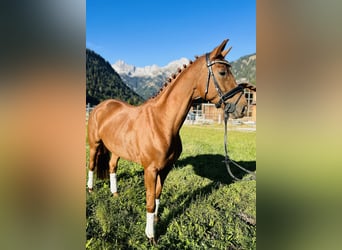 Hanoverian, Mare, 5 years, 16 hh, Chestnut-Red