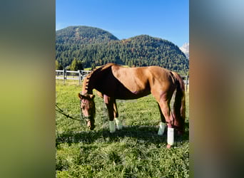 Hanoverian, Mare, 5 years, 16 hh, Chestnut-Red