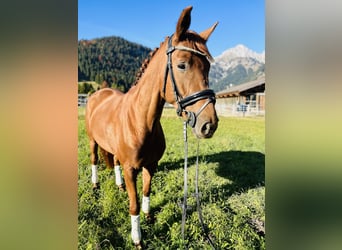 Hanoverian, Mare, 5 years, 16 hh, Chestnut-Red