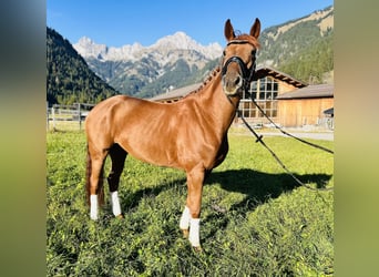 Hanoverian, Mare, 5 years, 16 hh, Chestnut-Red