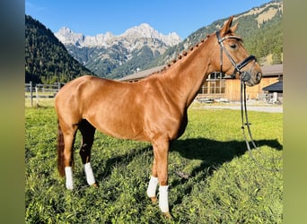 Hanoverian, Mare, 5 years, 16 hh, Chestnut-Red