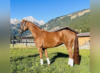 Hanoverian, Mare, 5 years, 16 hh, Chestnut-Red