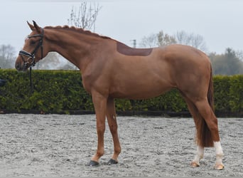 Hanoverian, Mare, 5 years, 16 hh, Chestnut-Red
